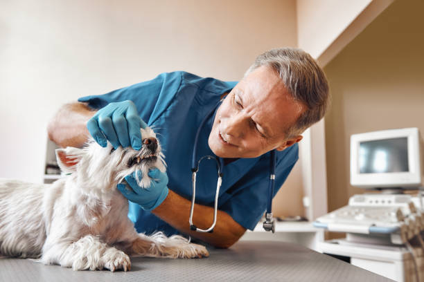 Best Emergency Root Canal Treatment in Sonoma, CA